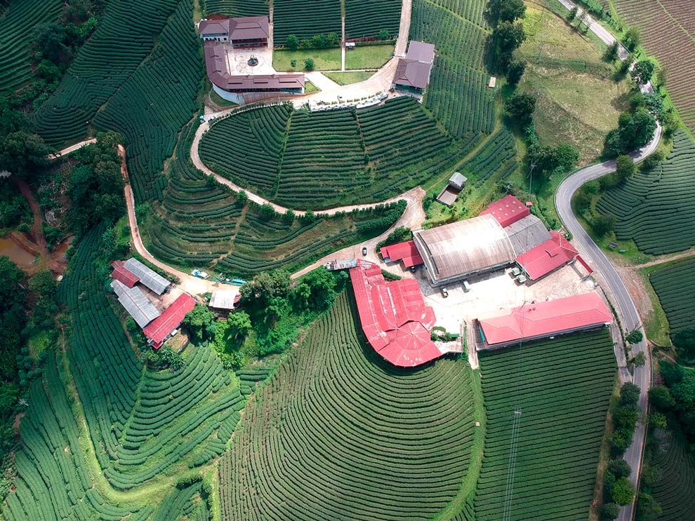 Doi Mae Salong Tea Plantations, the North of Thailand